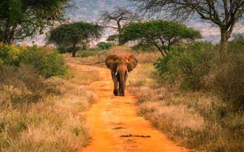 Tsavo East National Park