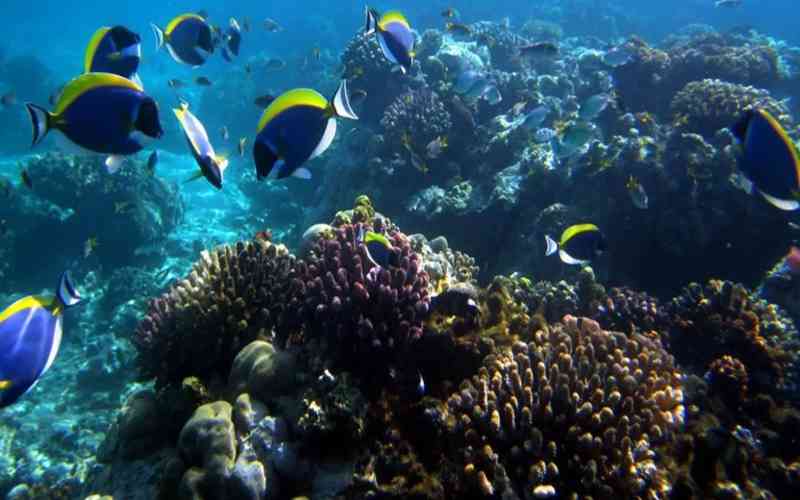 Kiunga Marine National Reserve