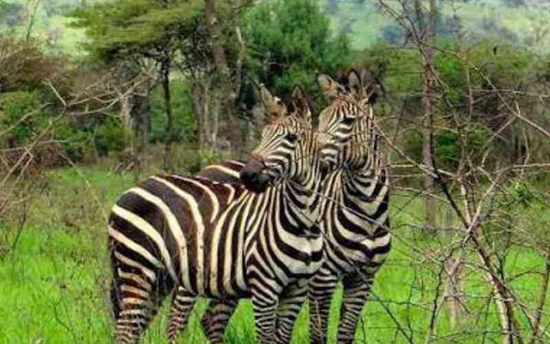 Akagera National Park