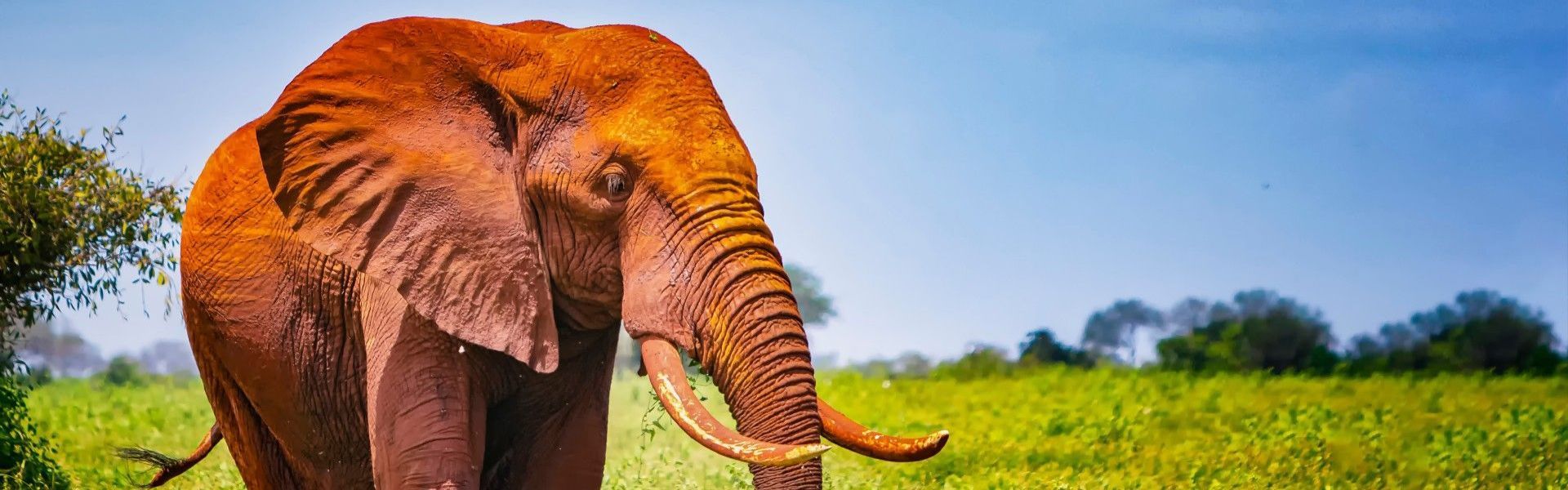 Tsavo East National Park