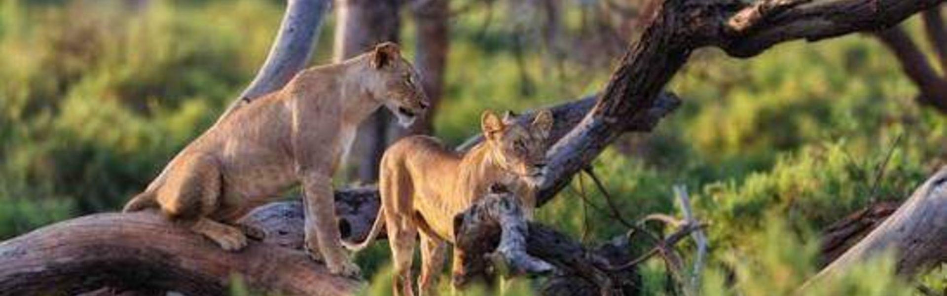 Africa Safari Destinations