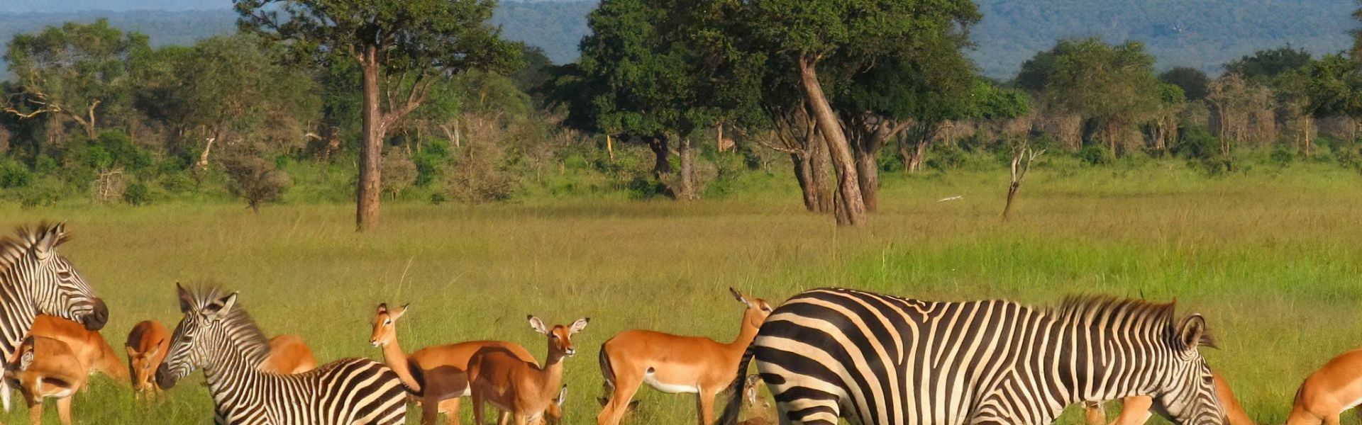 Mikumi National Park