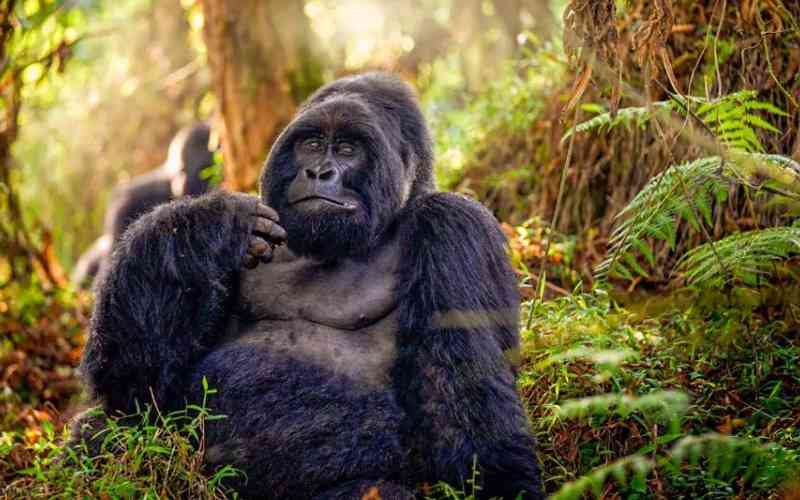 Mgahinga Gorilla National Park