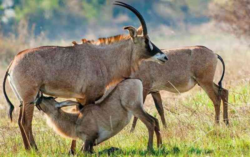 Ruma National Park