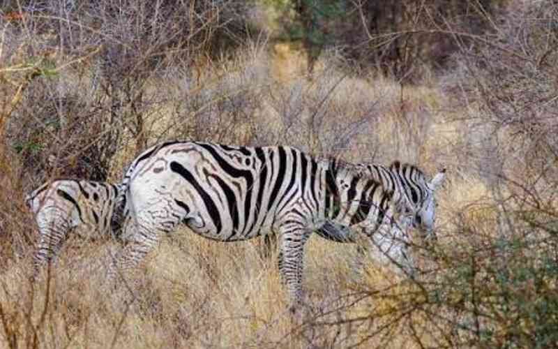 Igombe Game Reserve