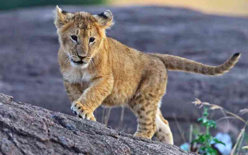 Maasai Mara National Reserve