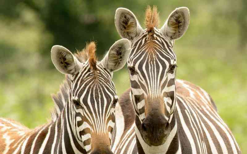 Nechisar National Park