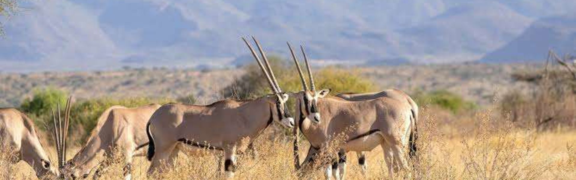 Samburu National Reserve