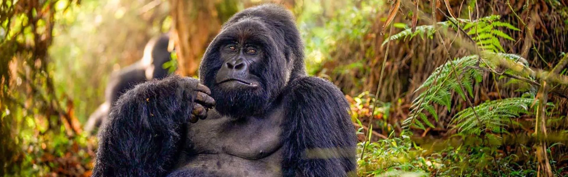 Mgahinga Gorilla National Park