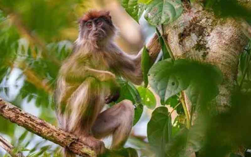 Tana River Primate National Reserve