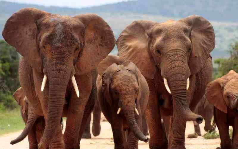Addo Elephant National Park