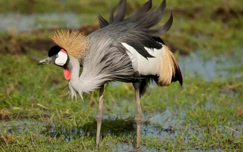 Saiwa Swamp National Park