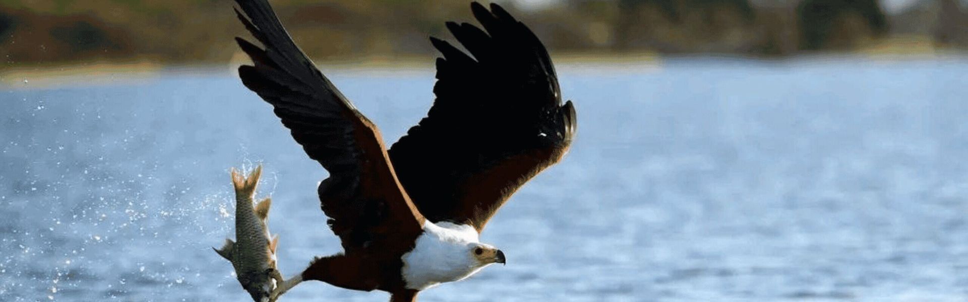Abijatta–Shalla National Park