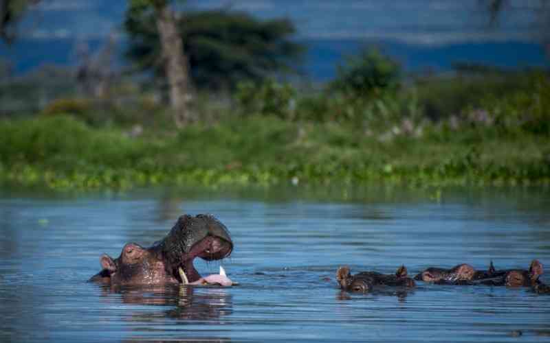 Kasanka National Park