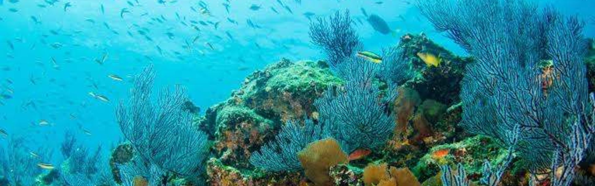 Kisite‑Mpunguti Marine National Park
