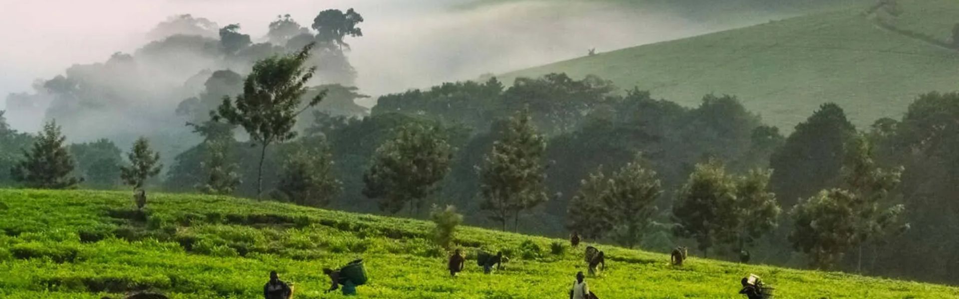 Kibale National Park