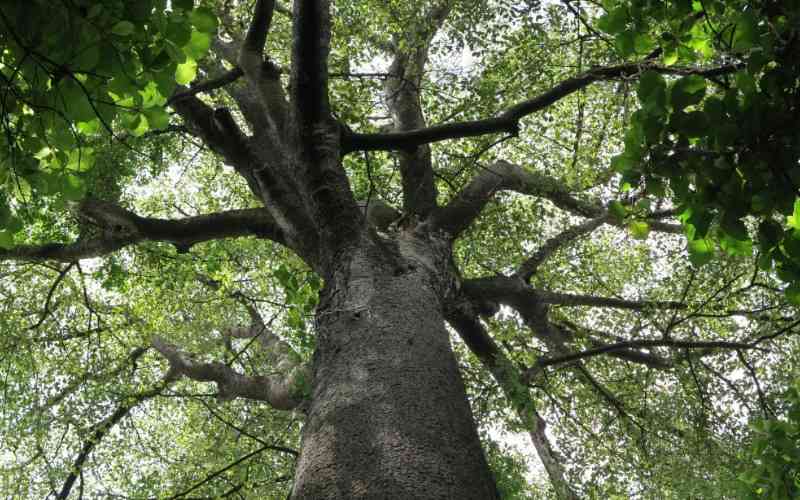 Rau Forest Game Controlled Area