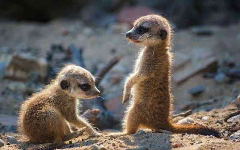 Meerkat National Park