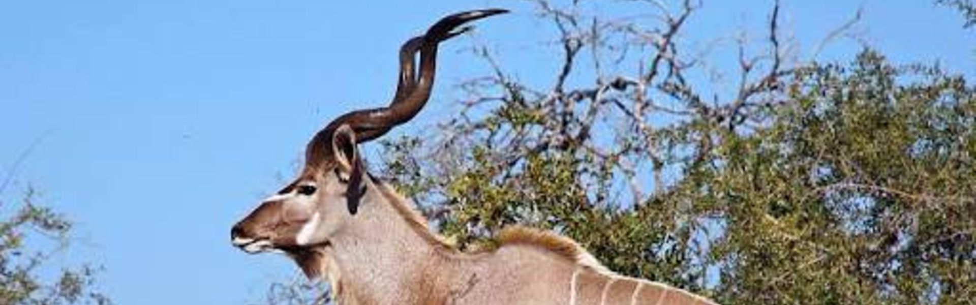 Juhiwangumiwa Wildlife Management Area