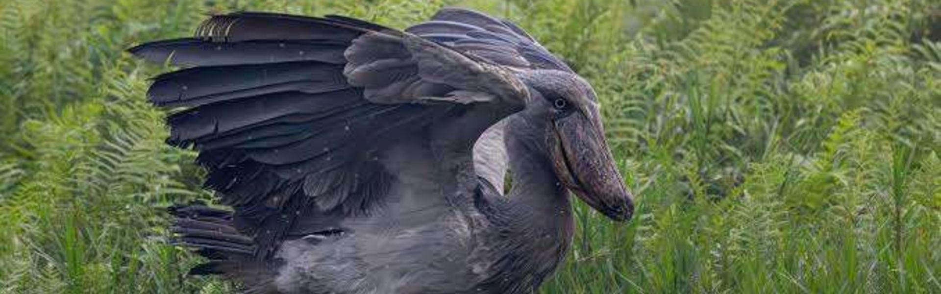 Katonga Wildlife Reserve