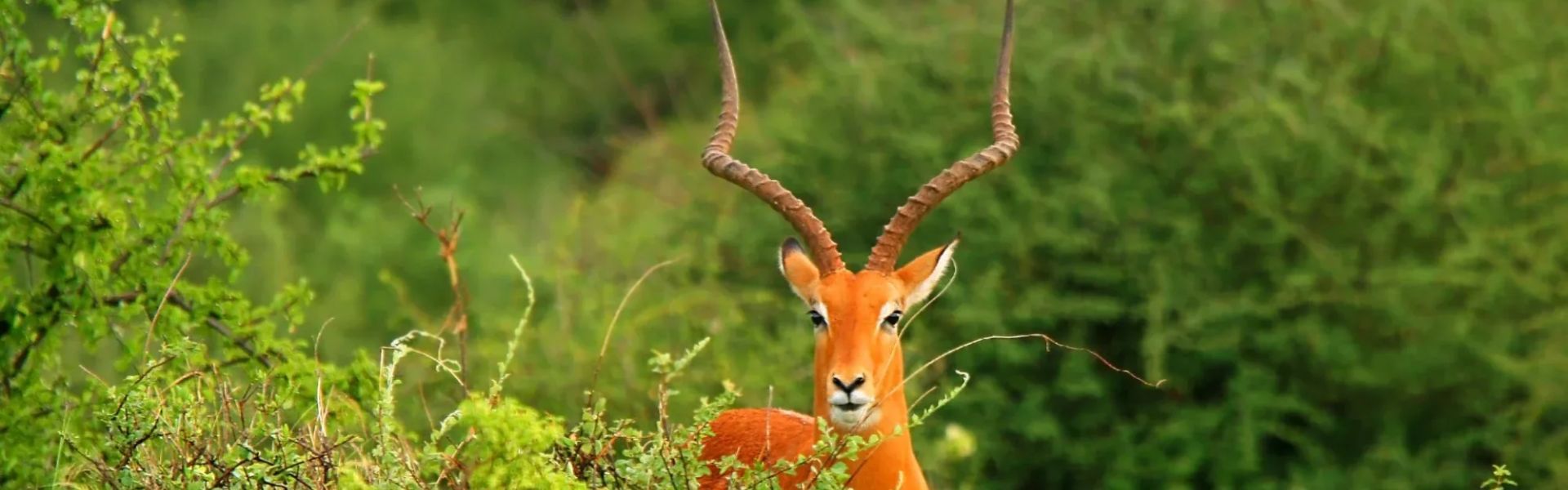 Arabuko Sokoke Forest Reserve