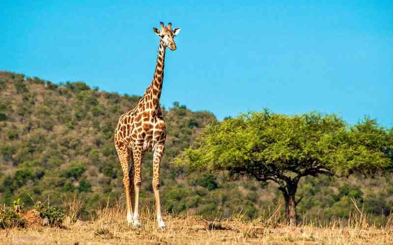 Kirumira  Game Controlled Area