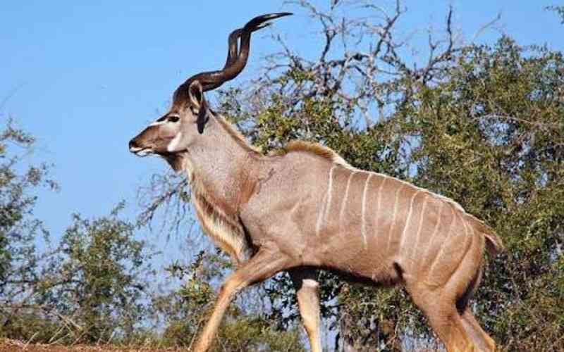 Juhiwangumiwa Wildlife Management Area