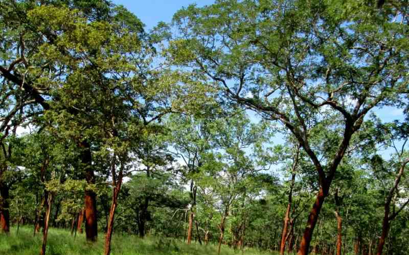 Msima Game Controlled Area