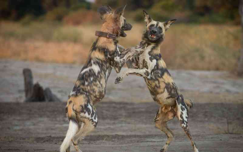 North Luangwa National Park