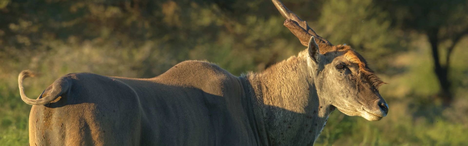 Mokala National Park
