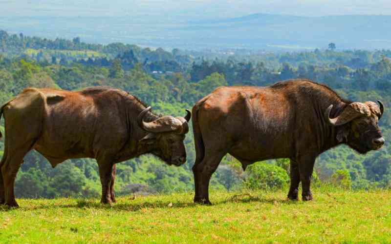 Aberdare National Park