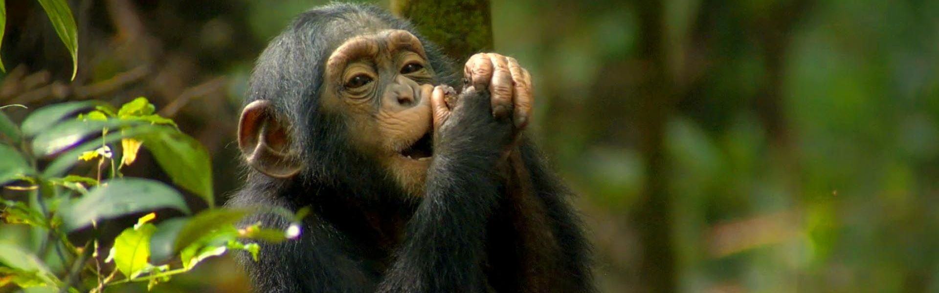 Kyambura Wildlife Reserve