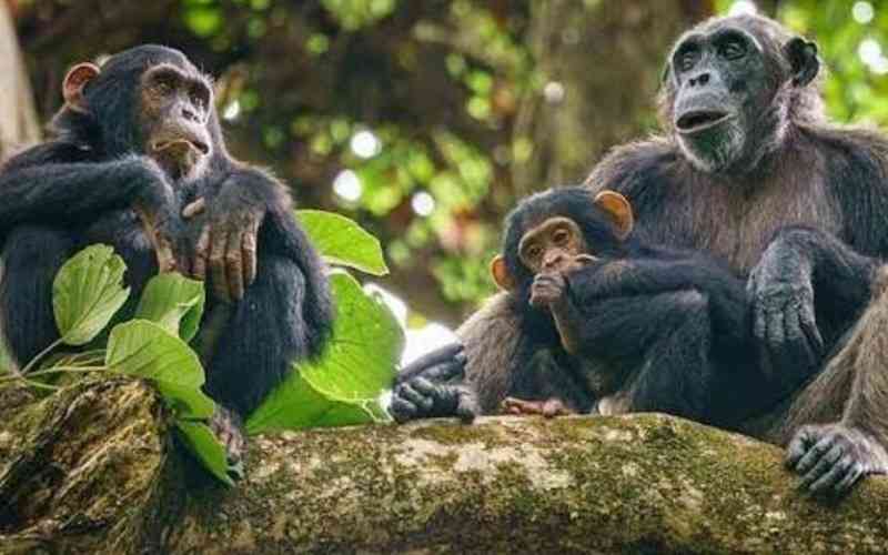 Gombe Stream National Park
