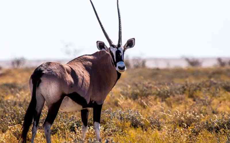 Mkungunero Game Reserve
