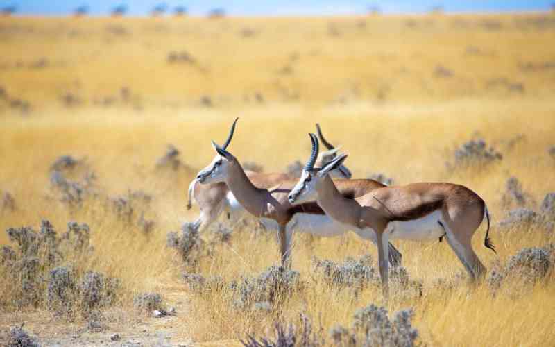 Maswa Game Reserve