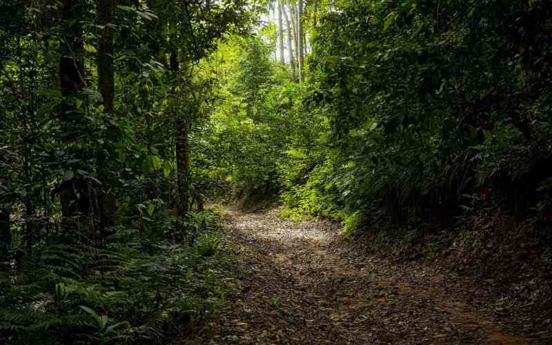 Amani Nature Reserve