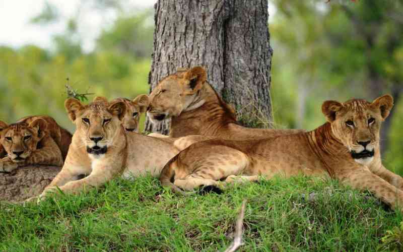Nyerere National Park