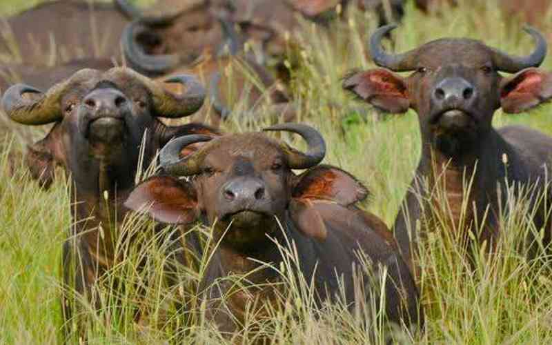 Chebera Churchura National Park