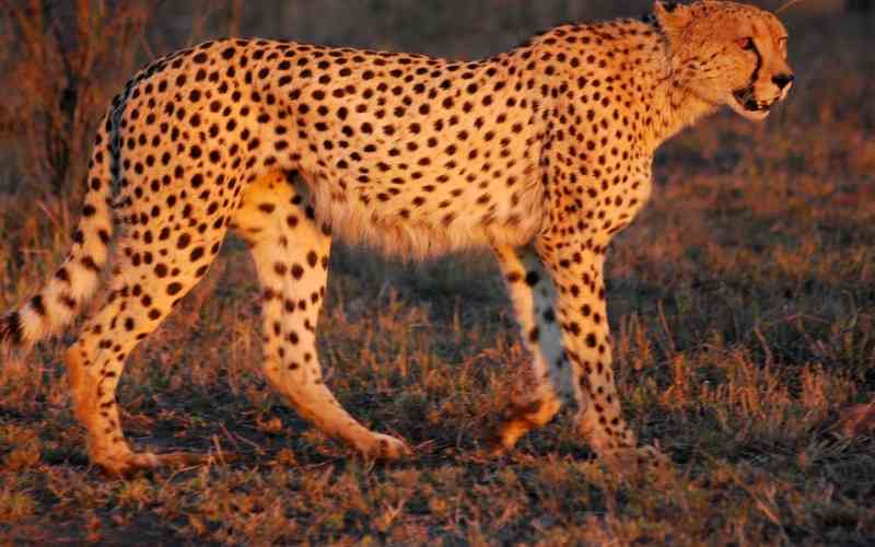 Sioma Ngwezi National Park
