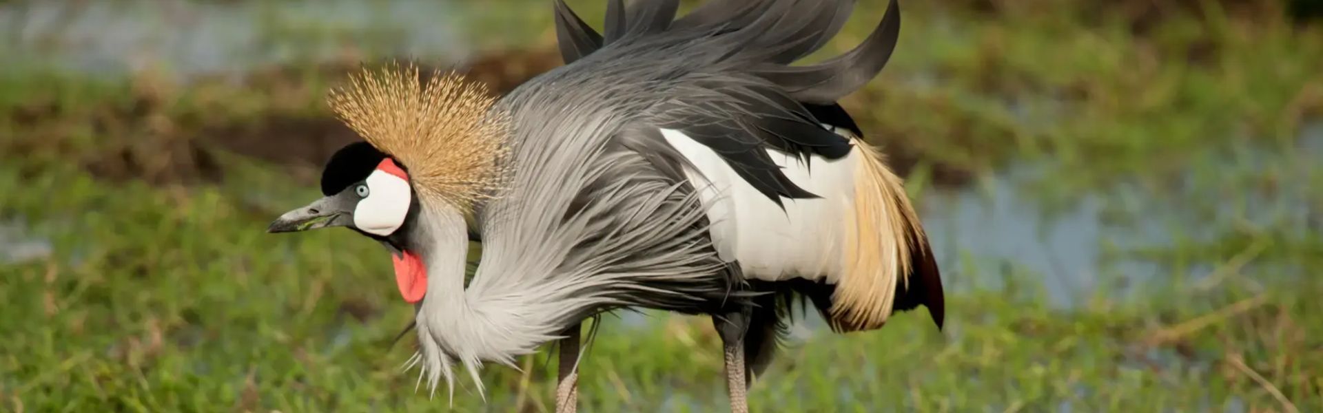 Saiwa Swamp National Park