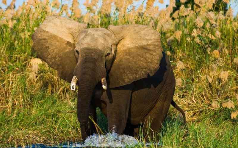 Lavushi Manda National Park