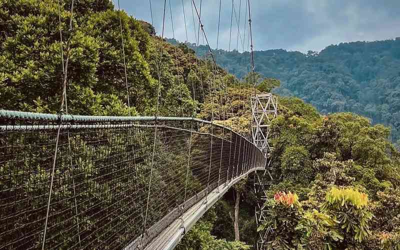 Nyungwe Forest National Park