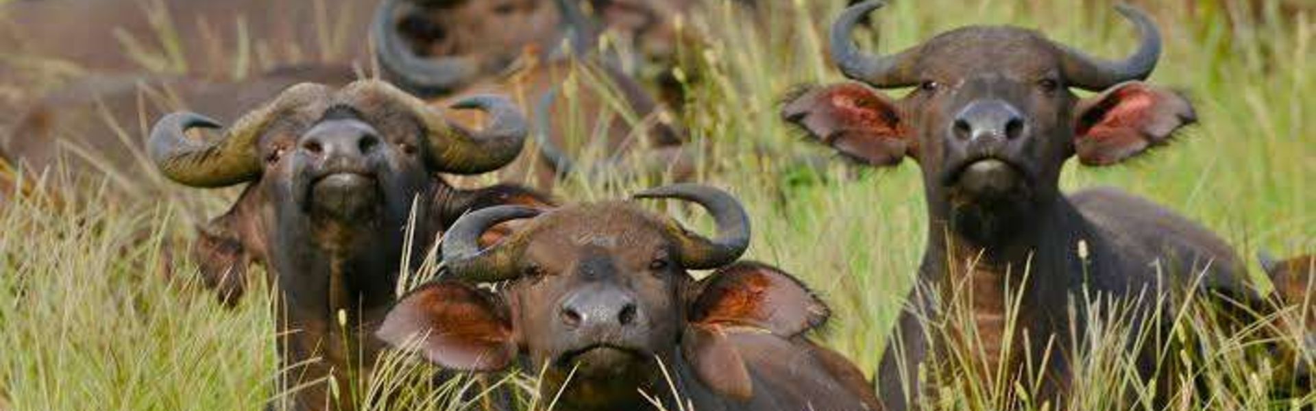 Chebera Churchura National Park