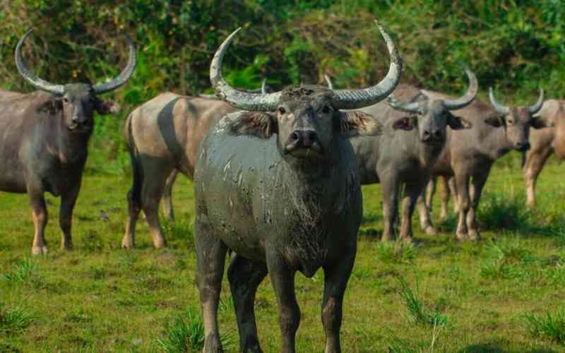 Mago National Park