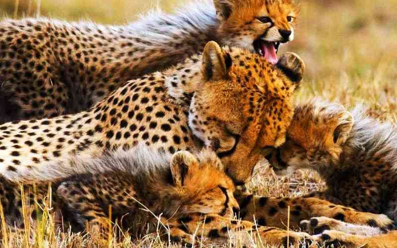 Makame Wildlife Management Area