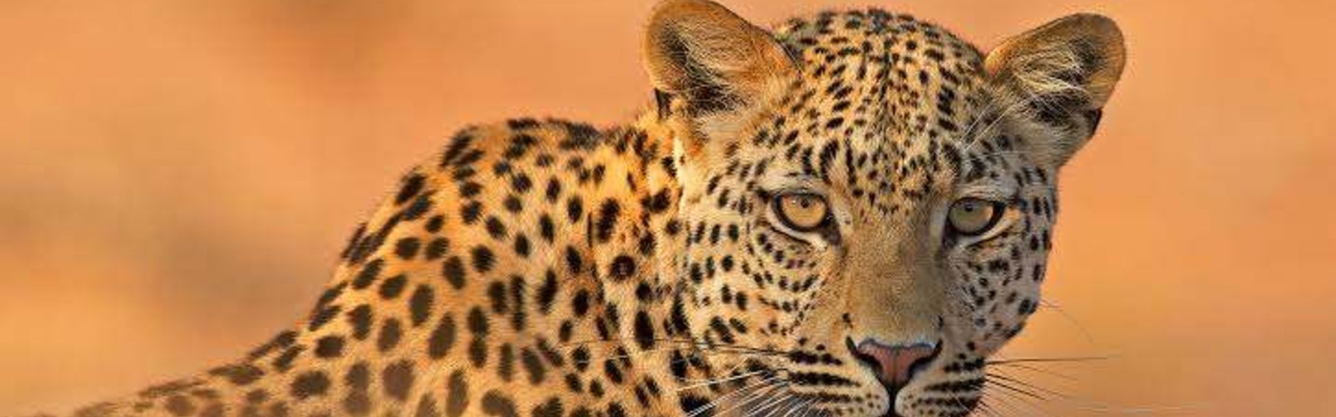 Kgalagadi Transfrontier Park
