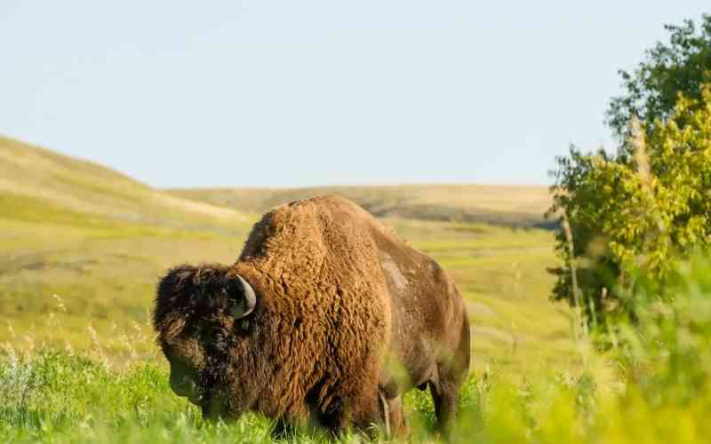Grassland National Park