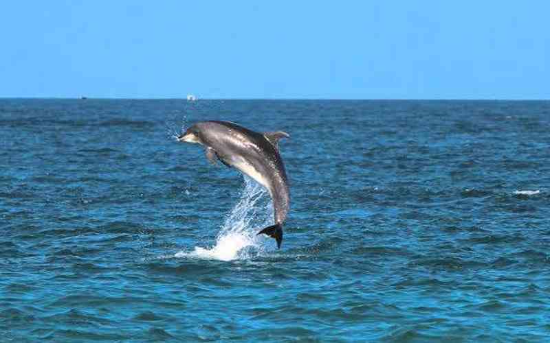 Kisite‑Mpunguti Marine National Park