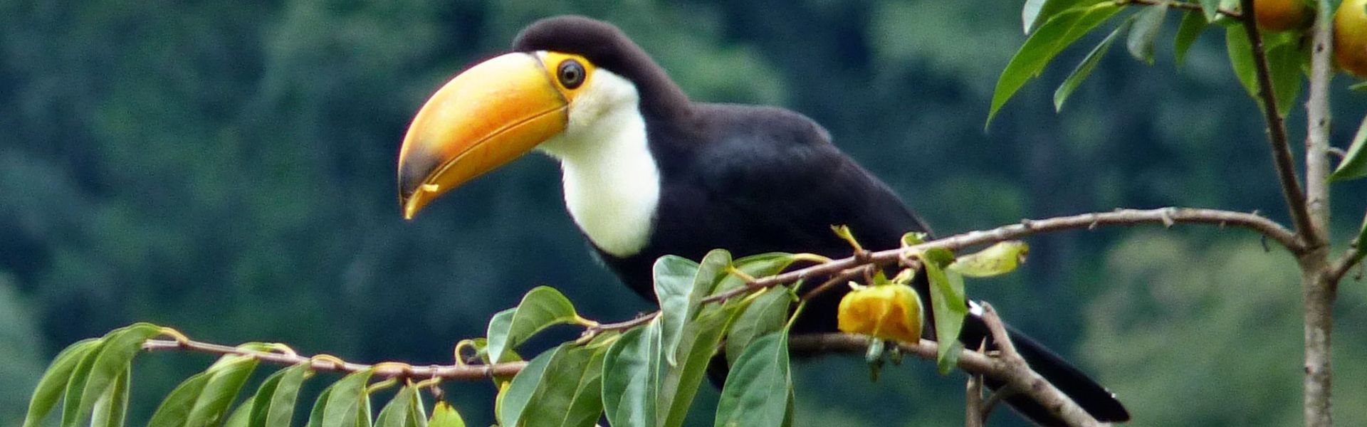 Didessa National Park