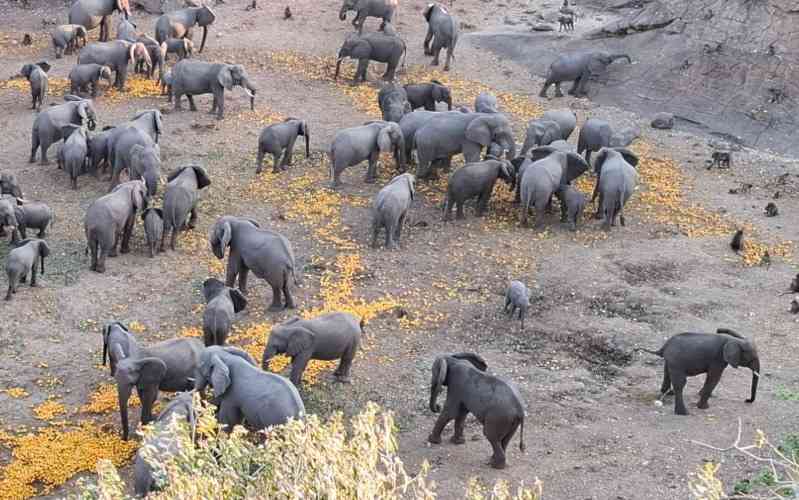Thuli Parks and Wildlife Land
